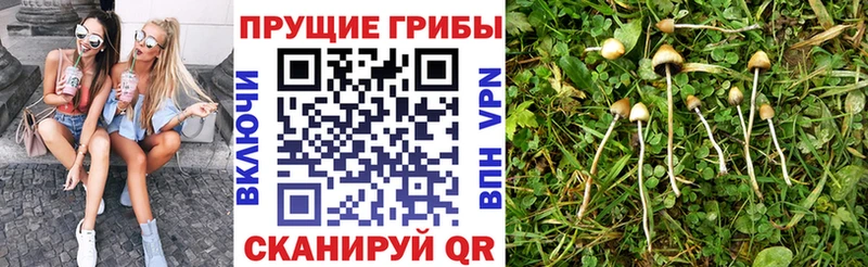 блэк спрут tor Кадников Псилоцибиновые грибы Psilocybine cubensis